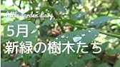 アオダモの剪定 雑木更新剪定の仕方2年目 Youtube アオダモの剪定 雑木更新剪定の仕方2年目 Youtube