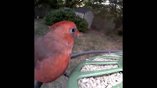 Ha, caught Peggy or Pegleg with his mouth full