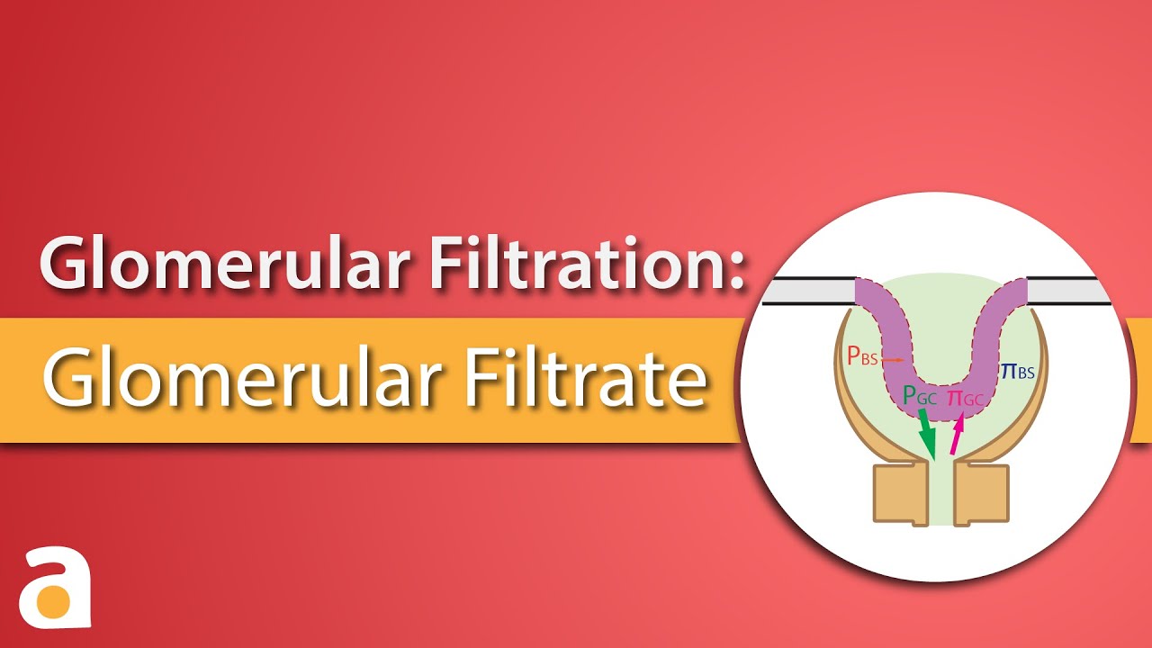 Ppt Glomerular Filtration Powerpoint Presentation Free Download Id