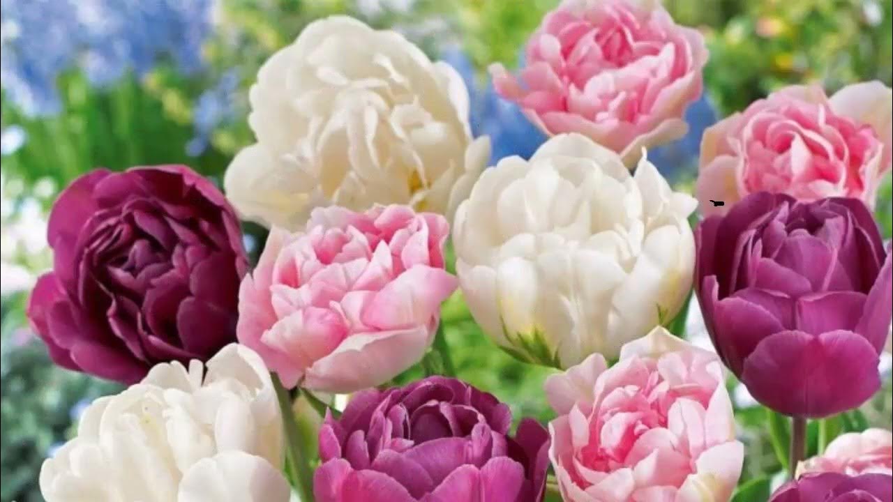 #Тюльпаны6 #Tulips6 Garden #flowers204 Декоративные растения - YouTube