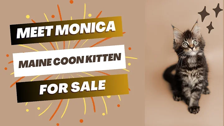 Video 3627251: purebred maine coon kitten, purebred kitties, kitten home