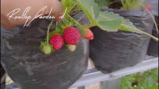 Strawberry Sagahonoka part 2 penen & test brix