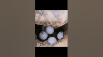 Witness the Rare Process of a Leopard Tortoise Laying Eggs 🐢🐣