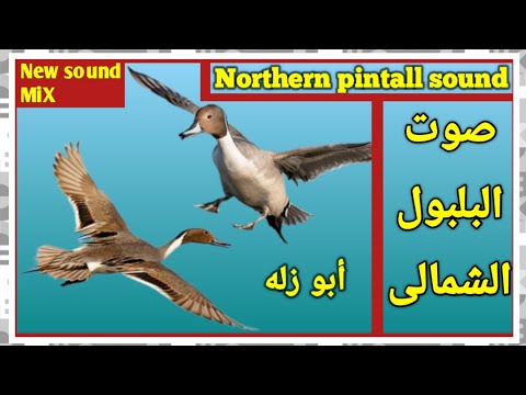 صوت البلبول الشمالى ابو زله Northern Pintall Sound جديد وصافى