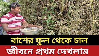 বাশের ফুল থেকে চাল - জীবনে প্রথম দেখলাম