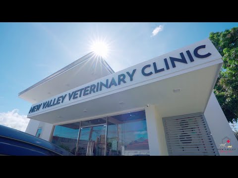 Video: Veterinárna klinika v Malye Vyazemy: adresa, otváracie hodiny a recenzie