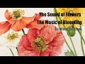 Artists room the sound of flowers the music of blooming  flower watercolor paint salut damour