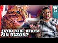 ¿QUÉ HACER SI MI GATO ME ATACA DE REPENTE? 😼 LA GATERÍA TV