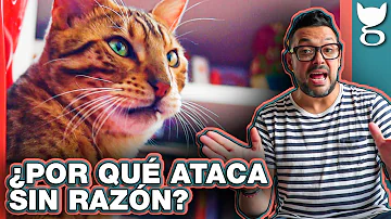 ¿Por qué mi gato me ataca de repente?