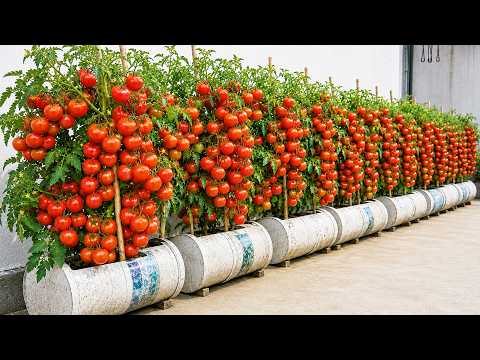 Grow 3 Crops Together on a Rooftop Tomatoes, Cucumbers & Potatoes
