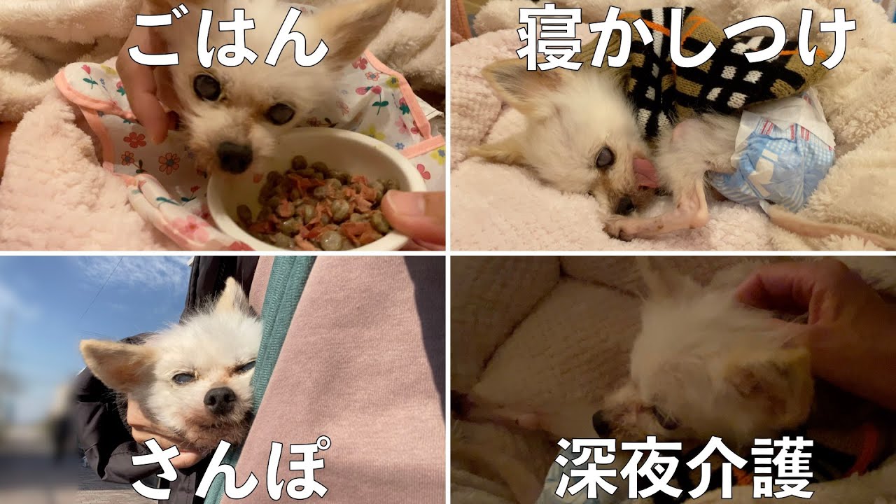【ほぼ新生児？】16歳おばあちゃん犬の介護ルーティーン