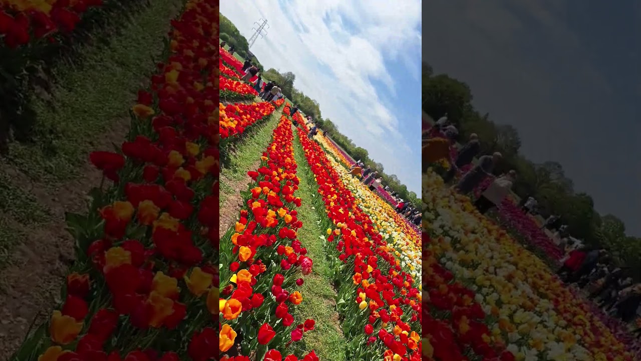 Tulip Festival Hertfordshire🌷 