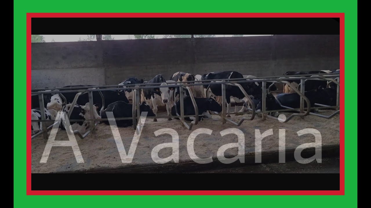 Conheça como funciona uma vacaria em Portugal.