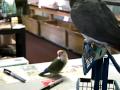 Love Bird Picking On Parrot