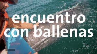 Encuentro cercano con ballenas 4k | Baja trip #9 Alan por el mundo