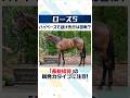 【ローズS 2026】高速決着でも前残りにはならない？タイムと上がり勝負に強いこの馬に注目