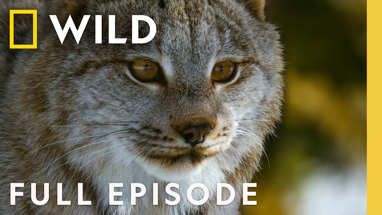 America's Mighty Mountains (Full Episode) | America the Beautiful | Nat Geo Animals