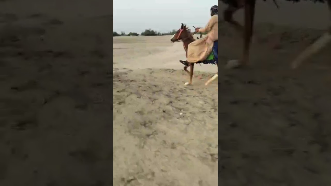 One of best single footer filly balochi breed 