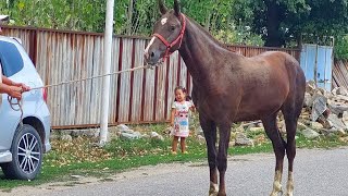 Ушул жорго тай сатылат бир жаштан отту Тел:+996 776 444 155 дареги Аксы Баасы 130 мин кеми бар.