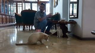 Makan Bareng Kucing Peliharaan Di Rumah Nikmatnya Tiada Duanya 😻