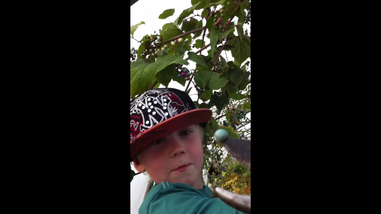 Ampelopsis brevipedunculata