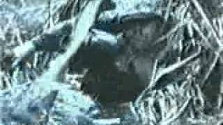 C.O.E 101 - 7, pantano.wmv