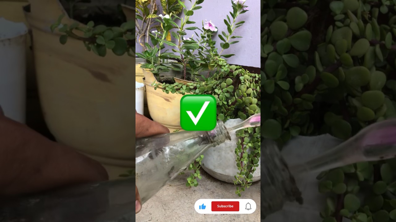 Good bye my old toothbrush! 