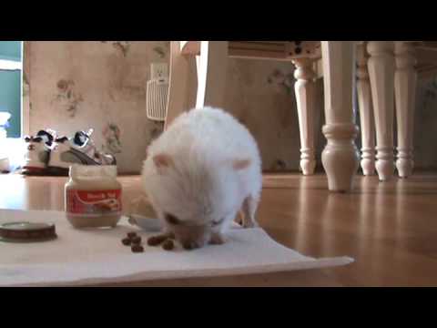 Chihuahua eating Baby food - YouTube