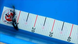 ปลาประมลตวท 905 บานปลาคารฟสโขทย
