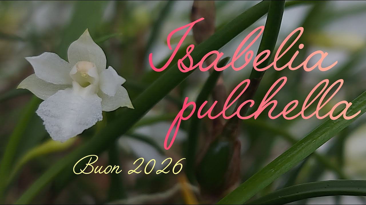 Изабелла пульхелла: как её выращивать.