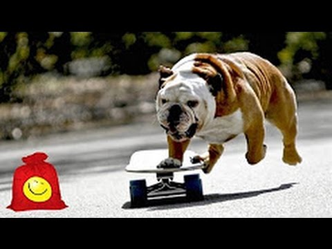 四足歩4輪車です。 面白い犬に乗ってスケートボード