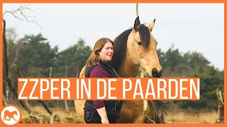 Je geld verdienen met werk in de paarden, zo heb ik dat gedaan