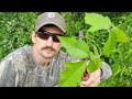 How To Identify Poison Ivy QUICKLY 3 Things To Look For How To Identify Poison Ivy QUICKLY 3 Things To Look For