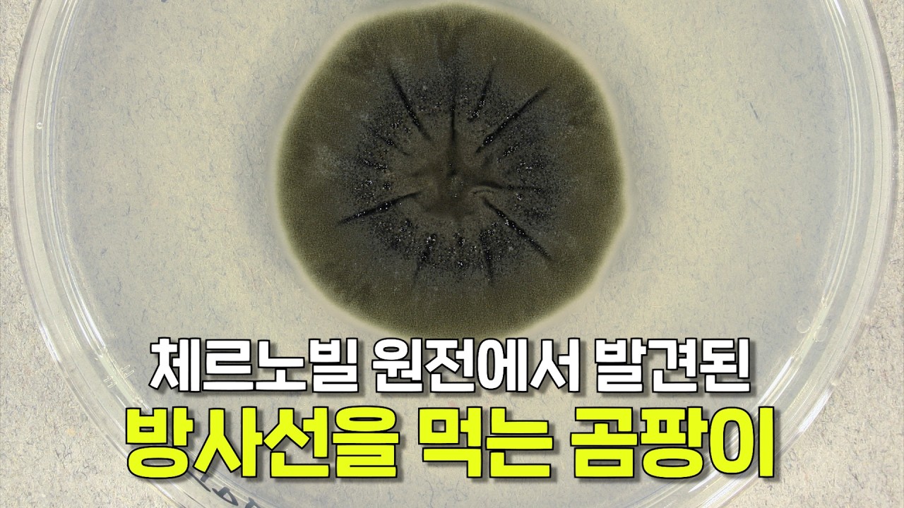 방사선을 먹고 사는 곰팡이가 발견됐다고?