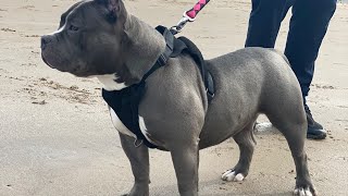 Blackpool Beach 6 Month Old American Bully
