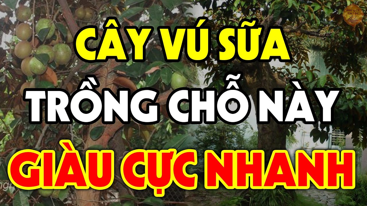 Nên TRỒNG CÂY VÚ SỮA Ở Đâu Để HÚT TÀI LỘC Vào Nhà, Tiền Vàng Ùn Ùn Kéo Vào Tiêu Mãi Không Hết?