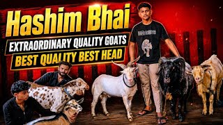 Extraordinary Quality Goats Nayab Exotic Best Rate Lo Aur Shouk Karo || Hashim Bhai Mumbra Mumbai ||