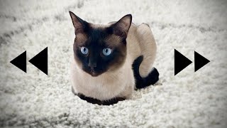 Catloaf to Crouch Position [Dance Remix] #shorts