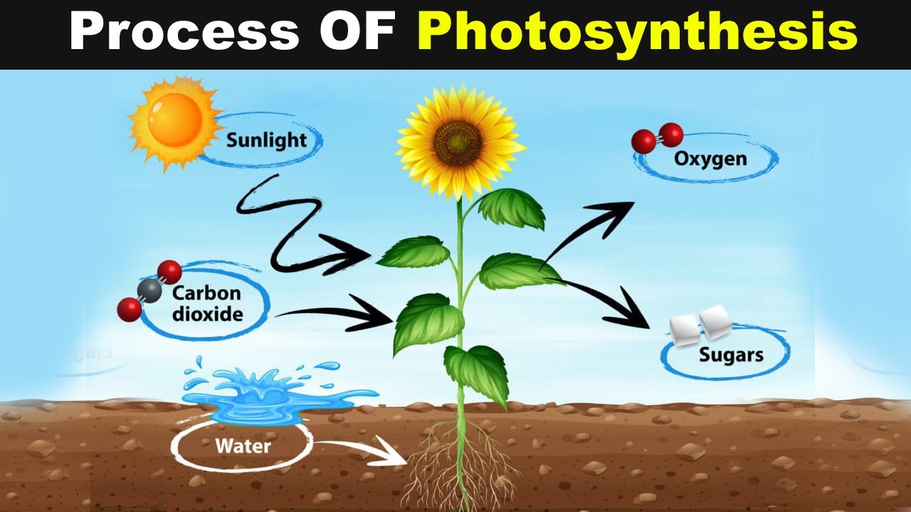 photosynthesis cycle