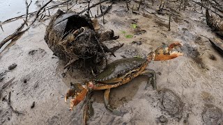 Giant Mud Crabs Catching at Shore after raining | How To Catch Sea Crab By Hand