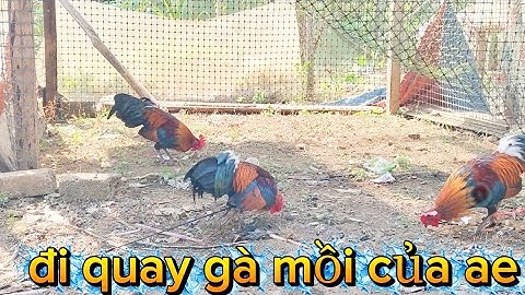 Gà mồi cho ae lửa trọn đi mồi mùa 2026, saib qaib dib qua zoo