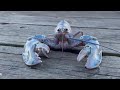 Maine man finds rare cotton candy lobster