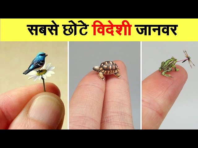 The Most Smallest Animal In The World