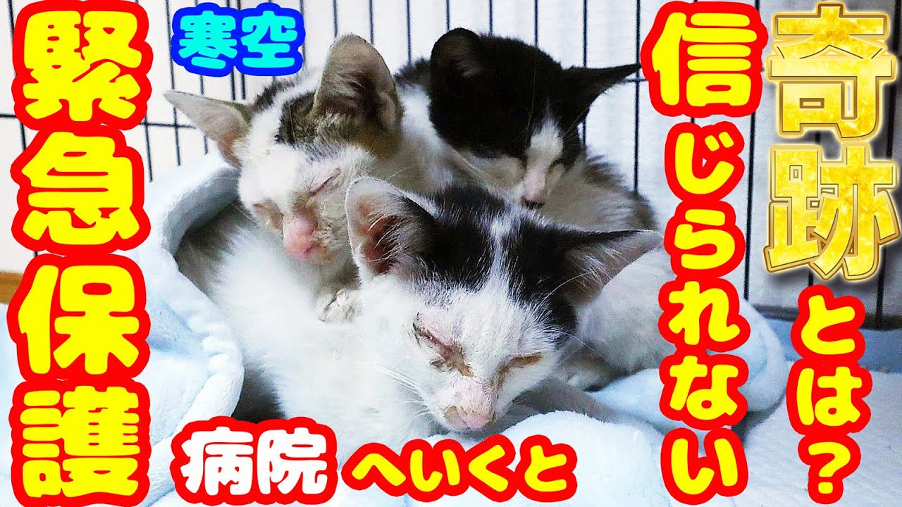 【子猫 保護】寒空に捨てられていたガリガリの子猫たちを緊急保護して病院へ行って起こった奇跡とは？