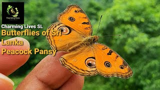 Butterflies of Sri Lanka | Peacock Pansy | (Junonia almana) Butterflies | Rare Moments | Behaviors