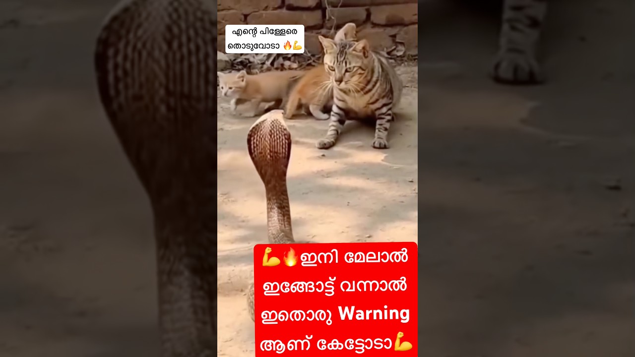 എന്റെ പിള്ളേരെ തൊടുവോടാ 🔥💪|ദേ പൂച്ച സാർ 🔥|നീ ഒലത്തും വിട്ടോ വിട്ടോ #catcomedy #yt #cat #catsnake