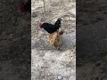 #Hen and rooster mating#love#