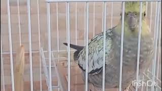 Mostrando Minha Calopsita