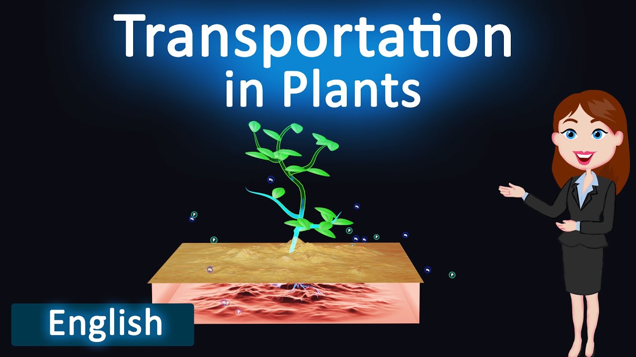 Transportation in plants || 3D animated explanation || class 10th ...