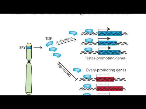 Thumbnail for the embedded element "Sex determination by the Y chromosome"